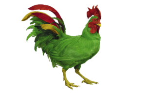 green-rooster